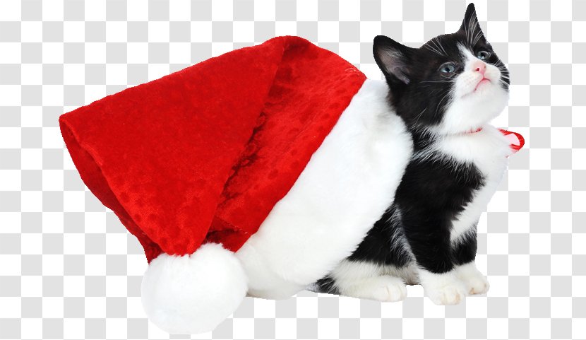 Kitten Siamese Cat Christmas Santa Claus Black - Small To Medium Sized Cats Transparent PNG