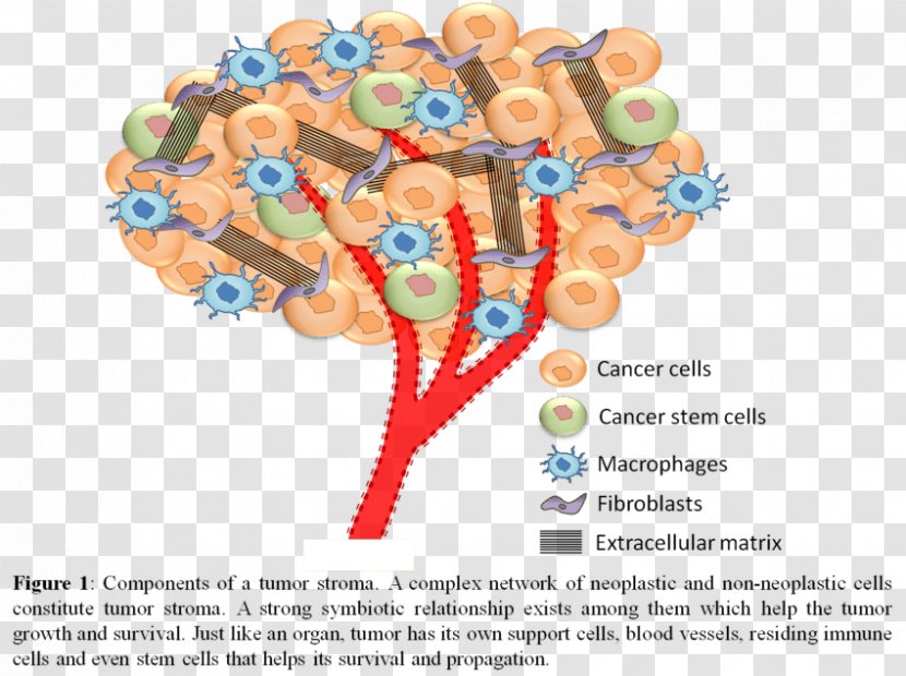 Biology Of Cancer Stromal Cell Neoplasm - Tree - Cute Details Transparent PNG