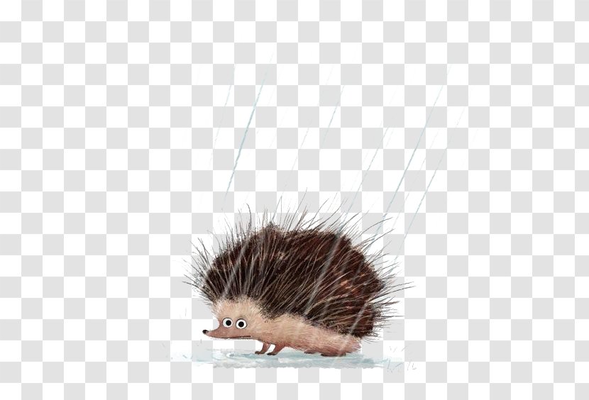 Hedgehog Drawing Art Illustration - Book Transparent PNG