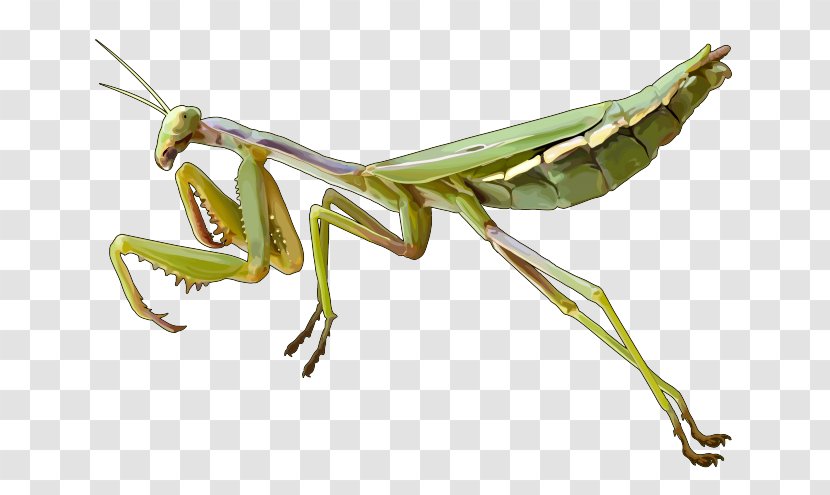 European Mantis Insect Grasshopper - Document Transparent PNG
