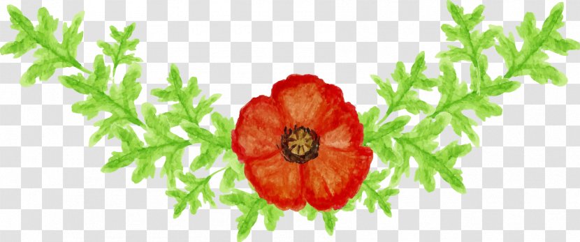 Cut Flowers Floral Design Floristry Poppy - Flower Transparent PNG