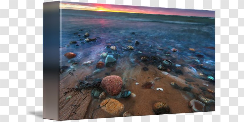 Sea Stock Photography Water Organism - Beach Sunset Transparent PNG