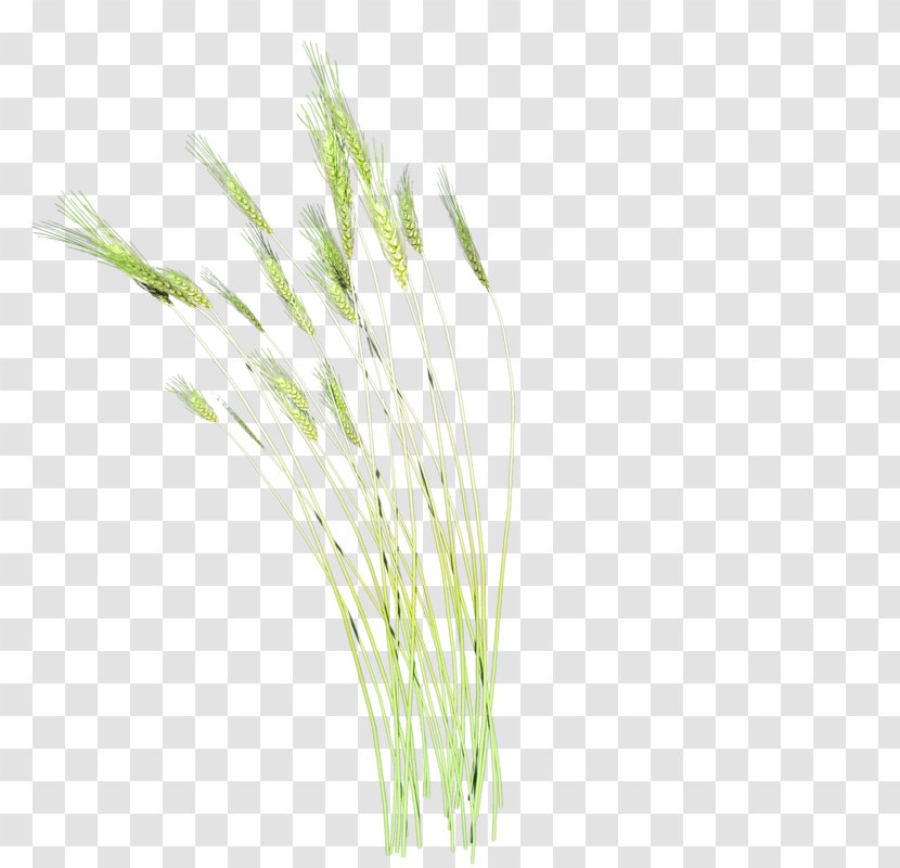 Cat Grasses Plant - Grass - A Barley Transparent PNG