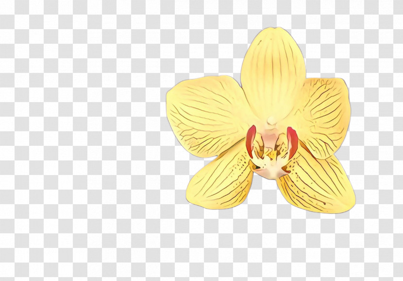 Yellow Petal Flower Pink Plant Transparent PNG