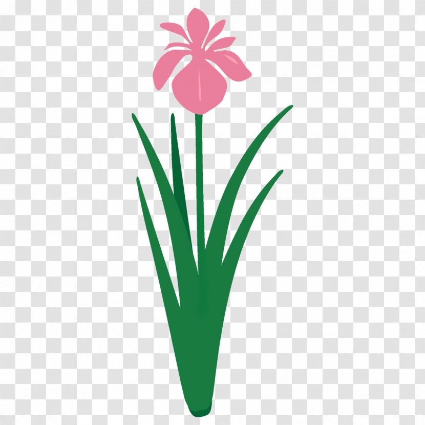 Green Flower Plant Flowering Pink - Grass - Petal Transparent PNG