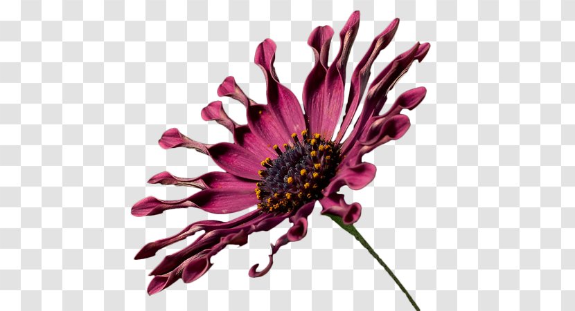 Common Daisy Chrysanthemum Aster Purple Cut Flowers - Pink - African Transparent PNG