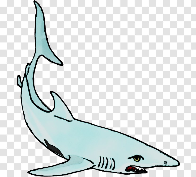 Tucuxi Clip Art Squaliform Sharks Requiem Line - Marine Mammal Transparent PNG