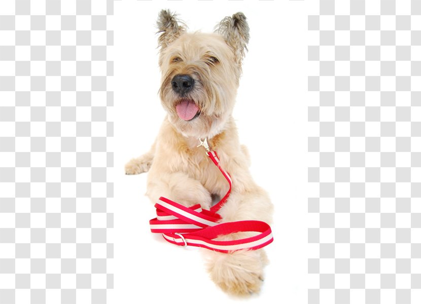 Cairn Terrier Glen Dog Breed Puppy Companion Transparent PNG