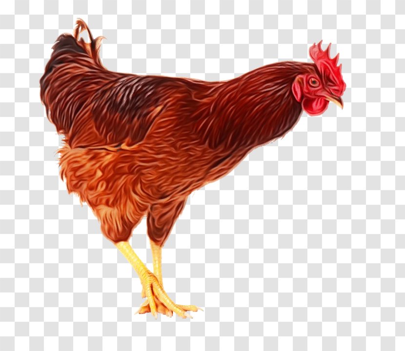 Chicken Bird Rooster Comb Fowl - Poultry - Livestock Beak Transparent PNG