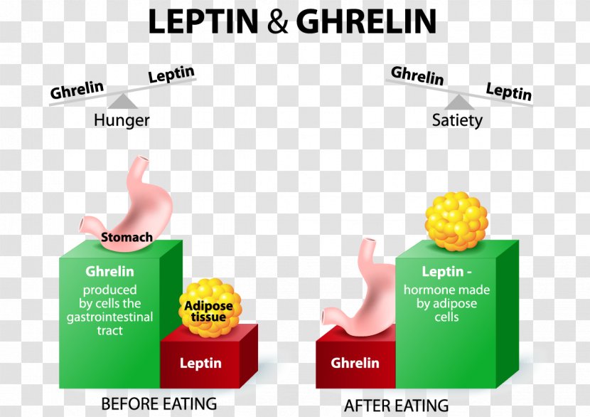 Ghrelin Leptin Hunger Appetite Hormone - Peptide Transparent PNG