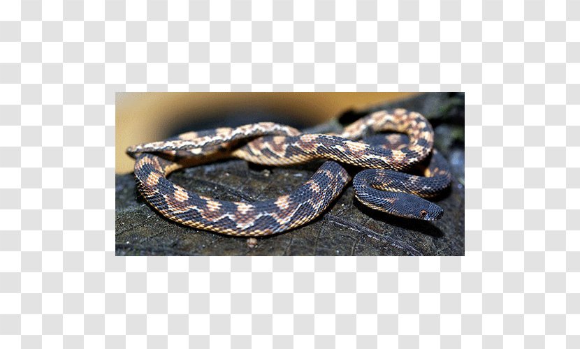 Boa Constrictor Rattlesnake Kingsnakes - Snake Transparent PNG