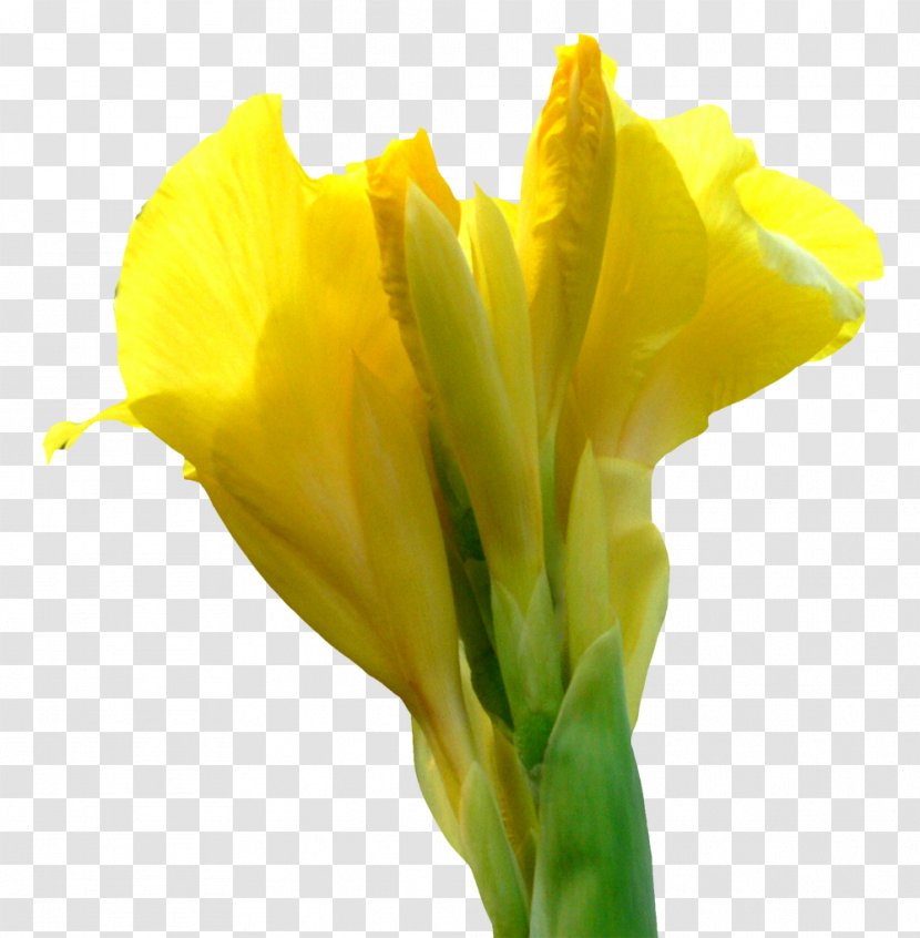Canna Indica Flower - Plant Stem - Cannabis Pictures Transparent PNG