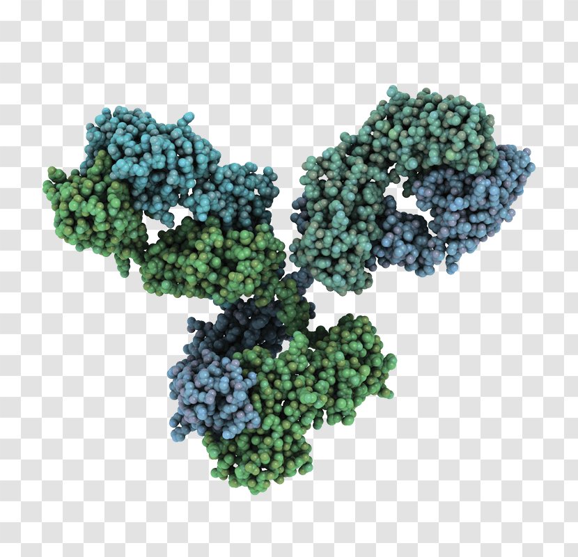 Monoclonal Antibody Antibody-Drug Conjugates Blot - Tree - Hurdles Transparent PNG