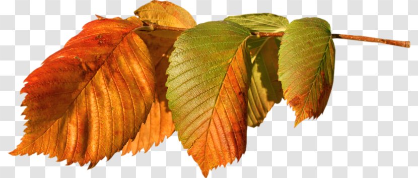 Autumn Leaf - Plants - Sweet Birch Transparent PNG