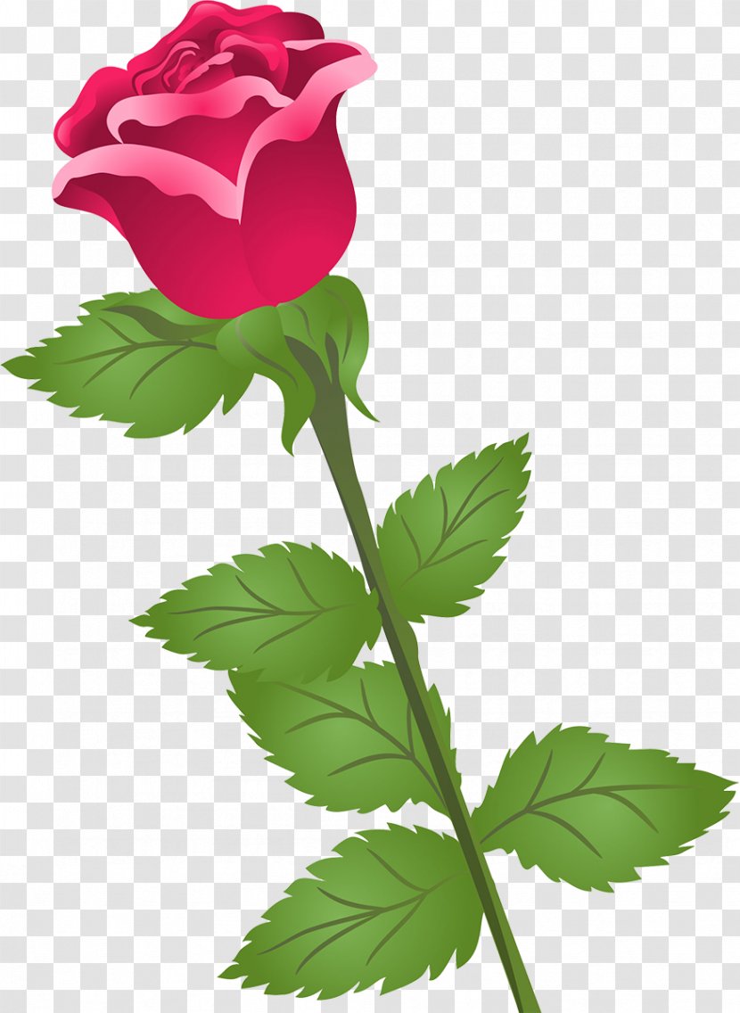 Garden Roses Cabbage Rose Flower Petal Clip Art - Rosa Centifolia Transparent PNG