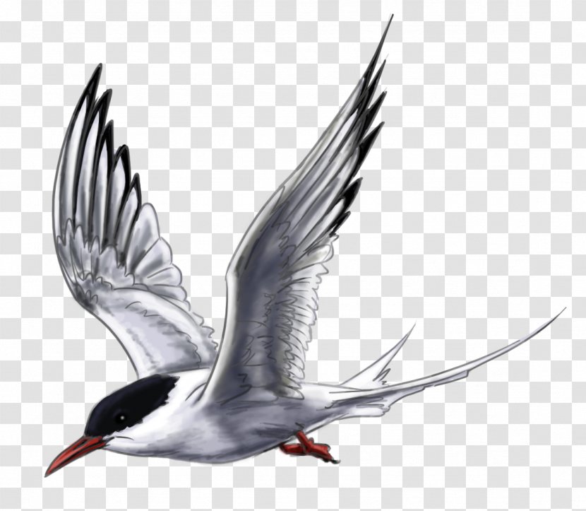 Arctic Tern Wader - Water Bird Transparent PNG