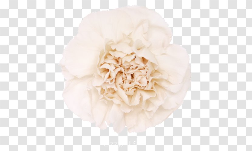 Centifolia Roses Garden Carnation Cut Flowers - Flower Transparent PNG