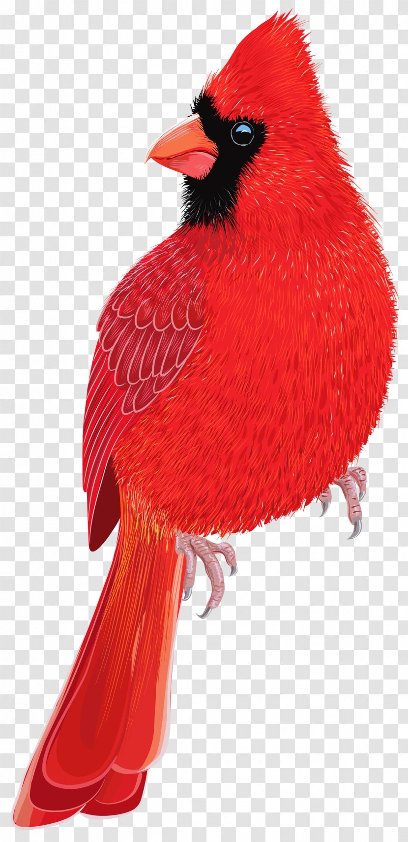 Bird Northern Cardinal Clip Art - Beak - Birds Transparent PNG