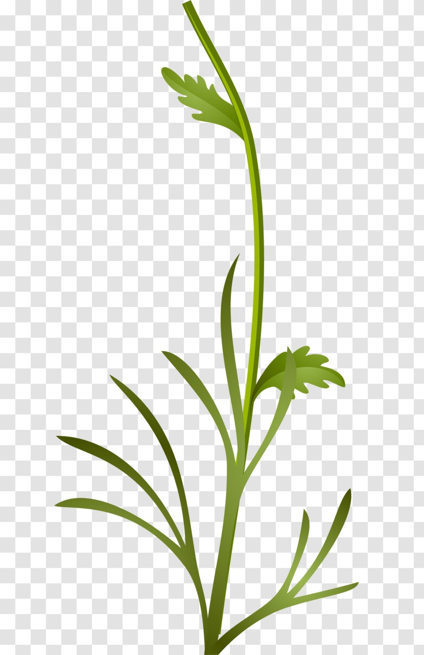 Grass Background - Houseplant - Family Transparent PNG