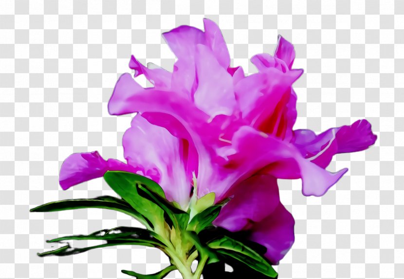 Flower Flowering Plant Purple Pink - Perennial Cut Flowers Transparent PNG