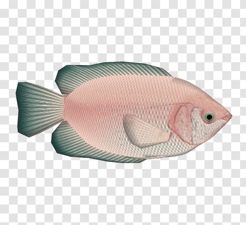 Kiss Cartoon - Parrotfish - Rayfinned Fish Triggerfish Transparent PNG