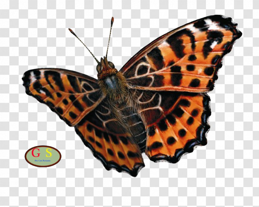 Butterflies And Moths Insect Purpletop Vervain Caterpillar Western Honey Bee Transparent PNG