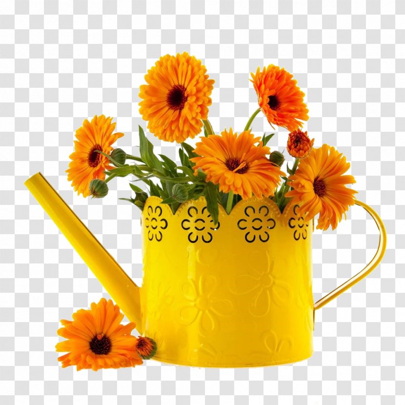 Mexican Marigold Flower Calendula Officinalis Stock Photography - Flowerpot - Pictures Transparent PNG