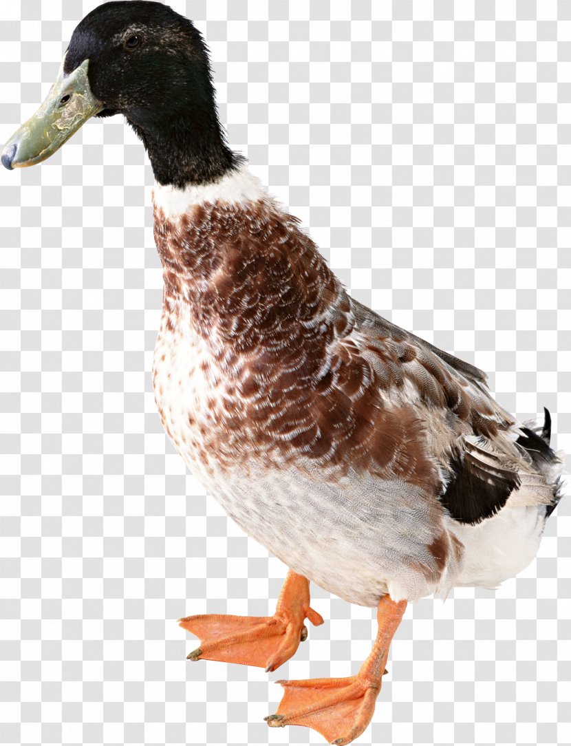 Duck American Pekin Domestic Goose - Ducks Geese And Swans - Image Transparent PNG