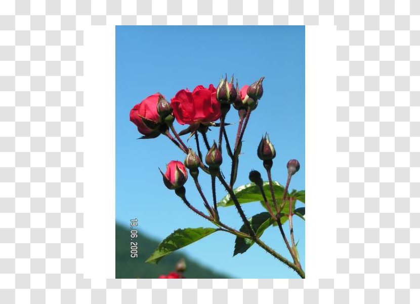 Petal Rose Family Bud Plant Stem Herbaceous Transparent PNG