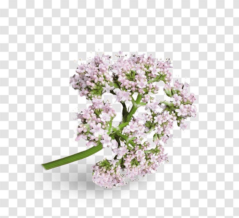 Valerian Cut Flowers Flowering Plant Blossom Bylina - Valeriana Transparent PNG