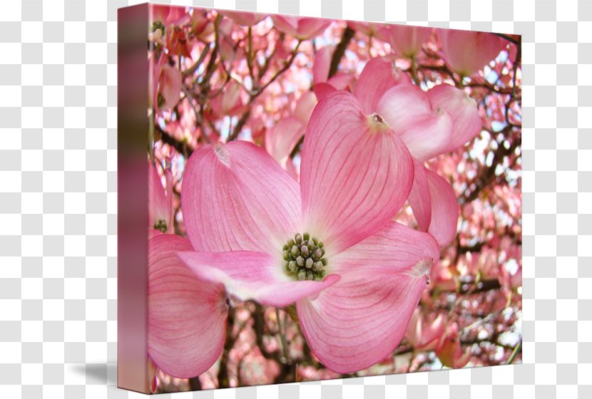 Blossom Flowering Dogwood Tree Petal - Heart - Flower Transparent PNG
