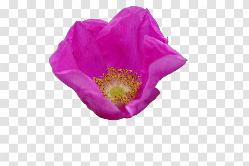 Naver Blog Poppies Opium Poppy Petal - Rose - Daffodil Transparent PNG