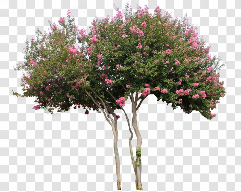 Woody Plant Tree Flower Shrub - Blossom Transparent PNG