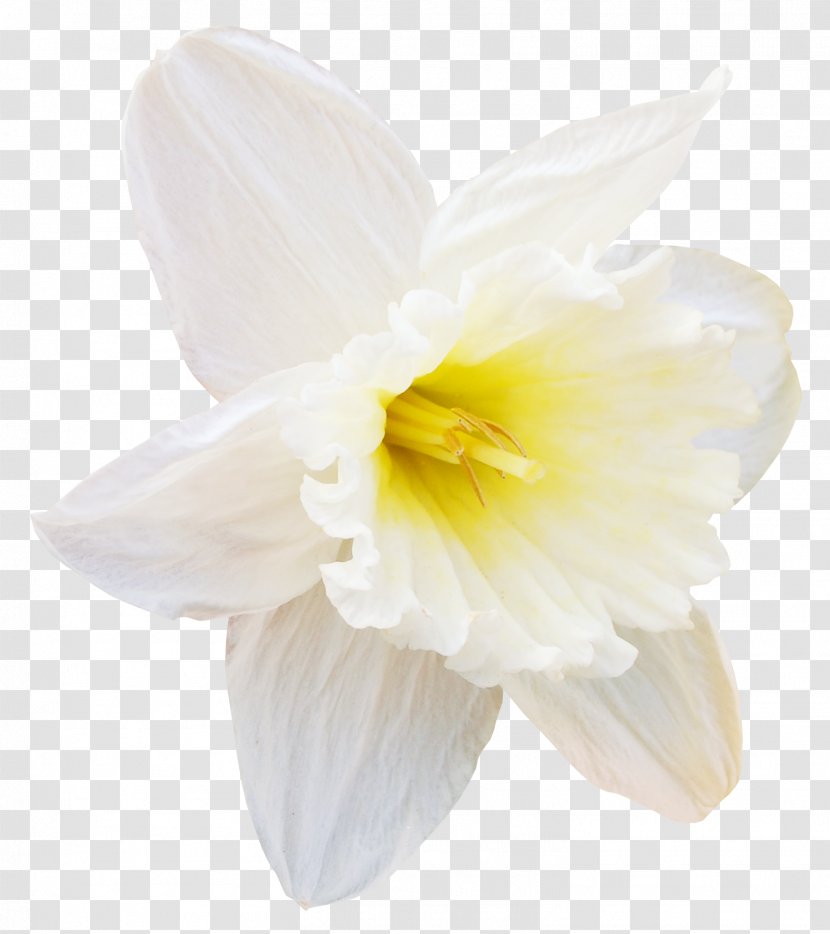 Flower Daffodil Tulip Clip Art - Mimosa Transparent PNG