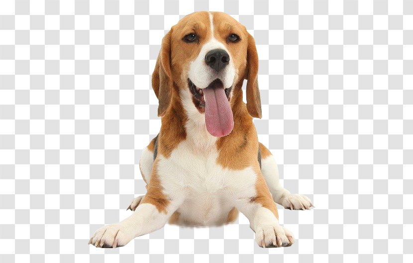 Beagle Harrier English Foxhound Puppy Dog Breed Transparent PNG