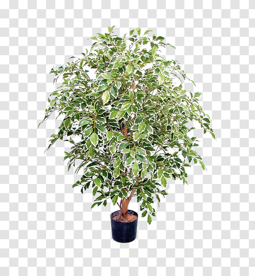 Interhydro AG, Luwasa Flowerpot Plants Chinese Sweet Plum Ficus Benjamina Panachiert Transparent PNG