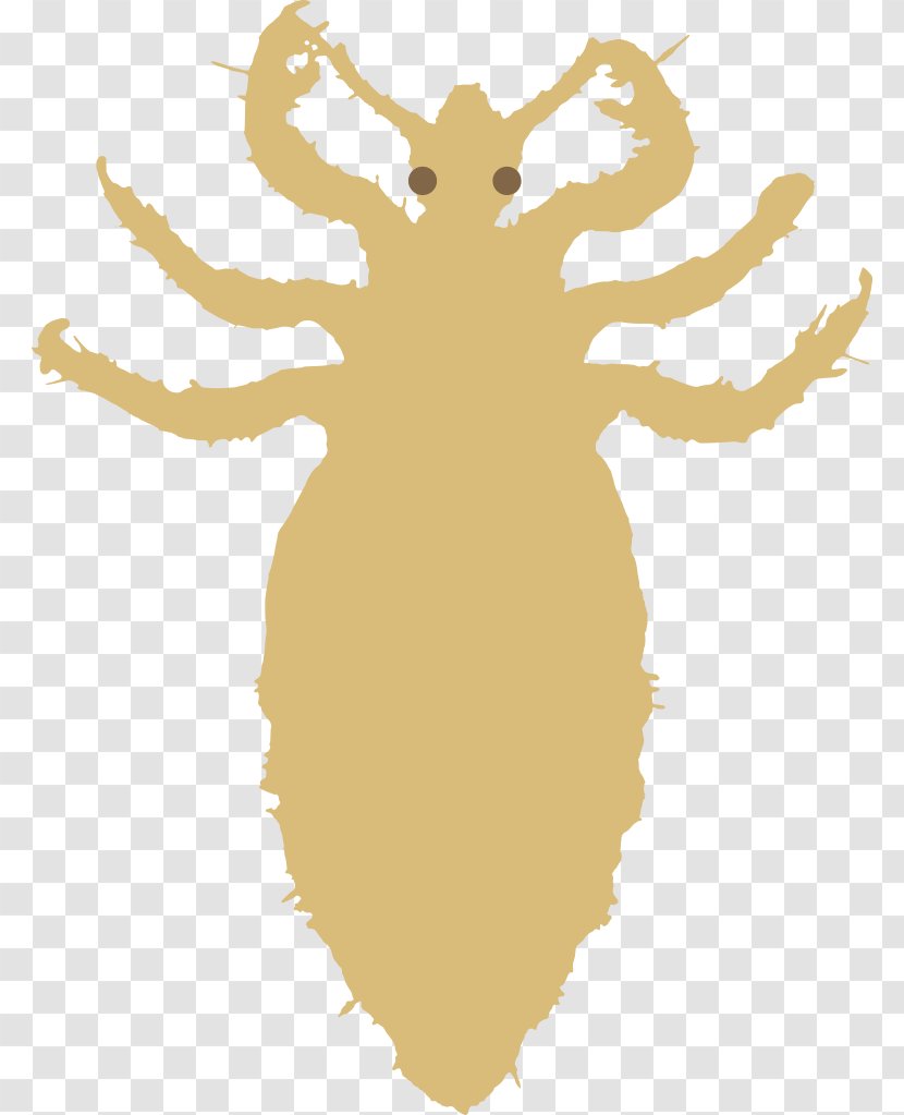 Head Louse Insect Pediculosis Liendre Transparent PNG