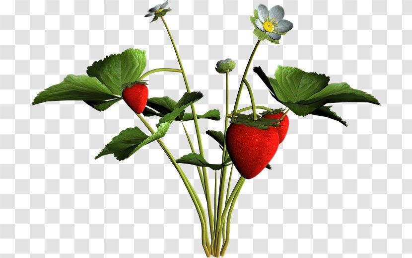 Strawberry Cut Flowers Natural Foods Plant Stem Flowerpot - Vegetable Transparent PNG