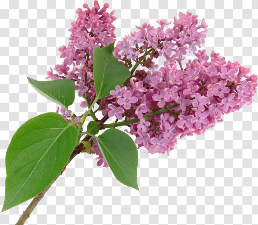 Lilac Syzygium Aromaticum Purple Flower - Bonsai Transparent PNG