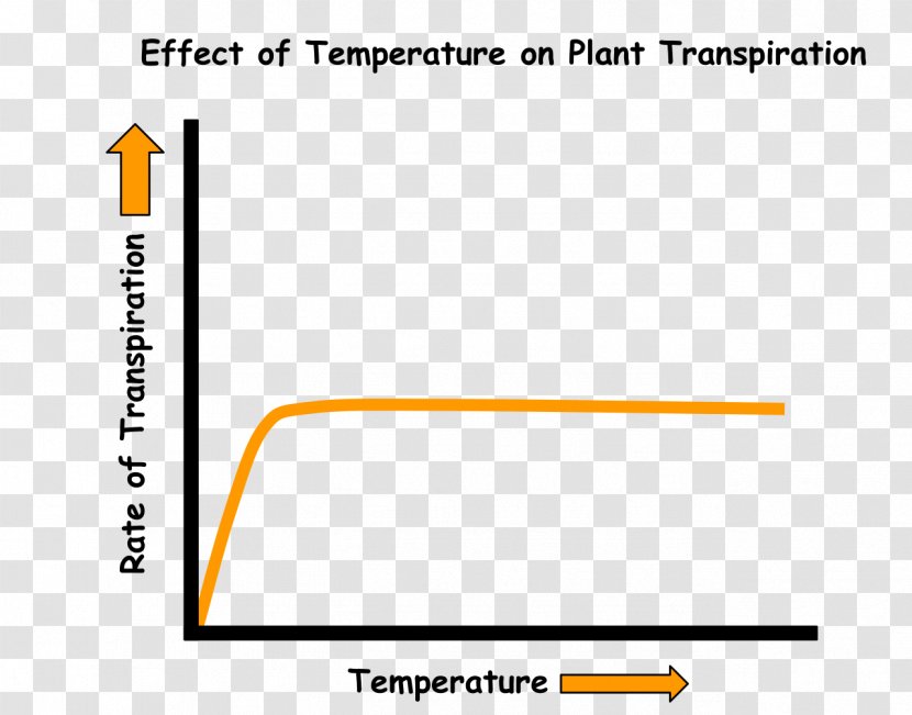 Transpiration Soil Temperature Water Stoma - Xylem Transparent PNG