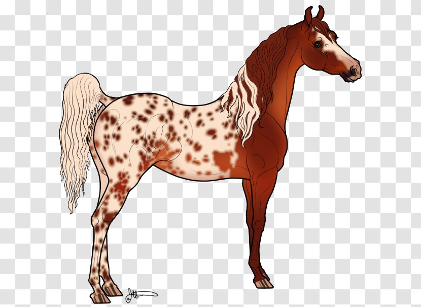 Mustang Stallion Mare Foal Colt - Horse Tack Transparent PNG