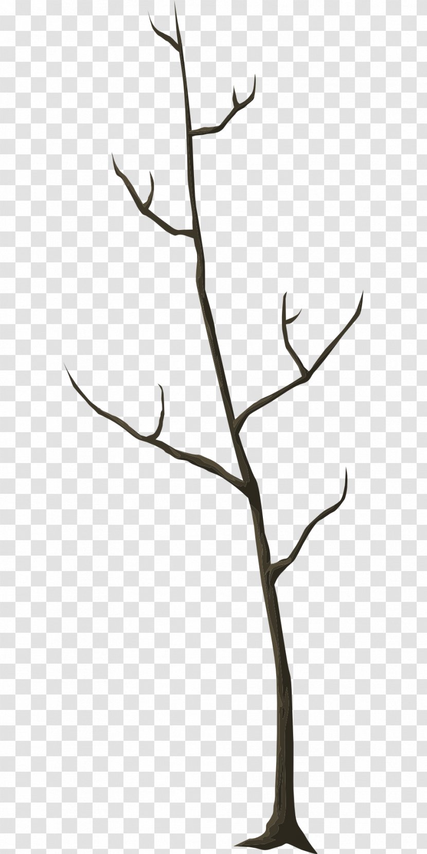 Twig Leaf Tree Trunk Branch - Botany - Environment Winter Transparent PNG