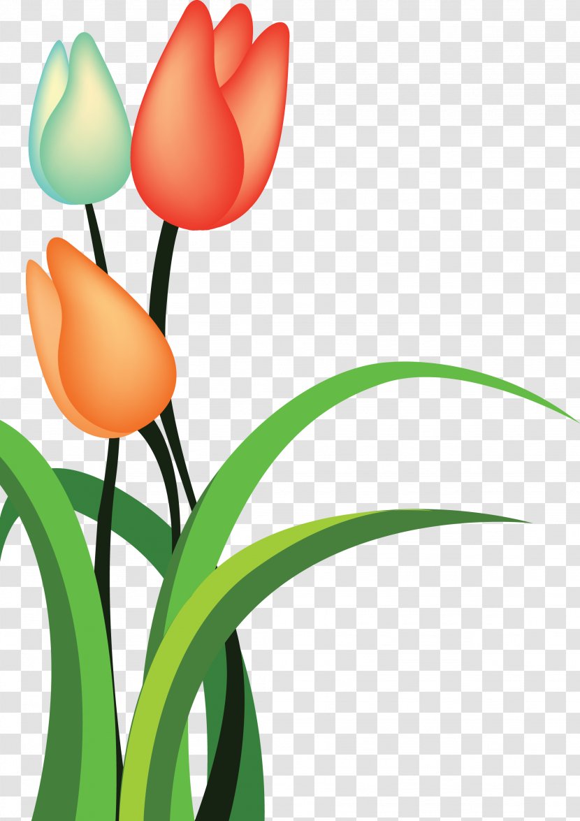 Tulip Cartoon Flower - Floristry Transparent PNG