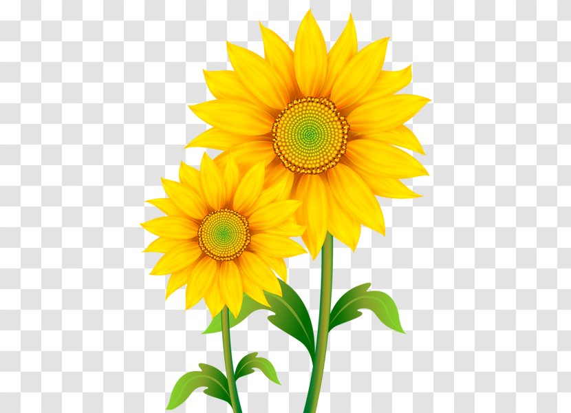 Download Clip Art - Yellow - Sunflowers Transparent Images Transparent PNG