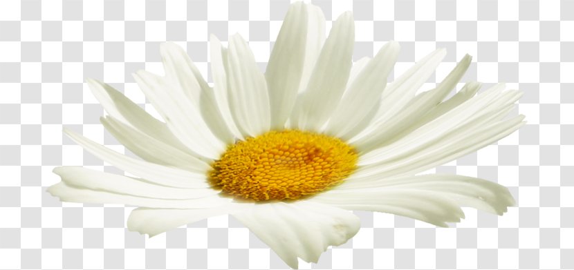 Chrysanthemum Cut Flowers Oxeye Daisy Petal - Chamaemelum Nobile Transparent PNG