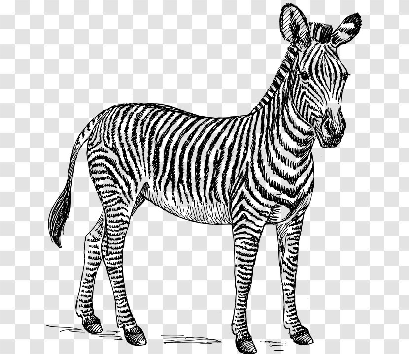 Zebra Drawing Zorse Clip Art - Mane Transparent PNG