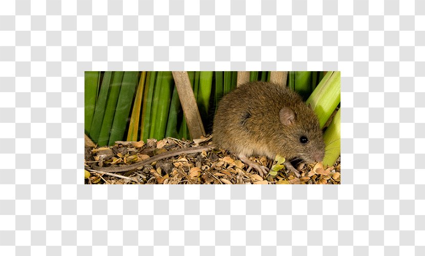Dormouse Hamster Fauna Snout - Rat - Mouse Transparent PNG