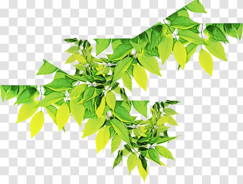 Green Leaf Background - Twig Curry Tree Transparent PNG