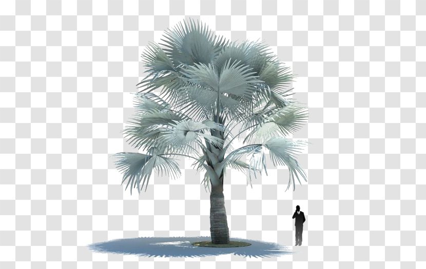 3D Computer Graphics Bismarckia Modeling Arecaceae Autodesk 3ds Max - Fbx - Coconut Tree Deductible Element Transparent PNG
