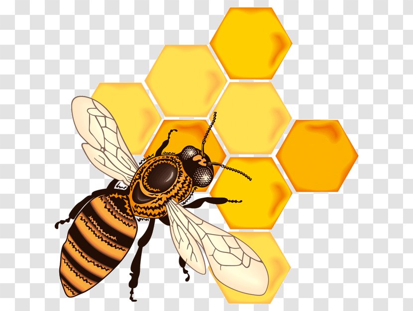 Honey Bee Honeycomb - Pest - Bees Transparent PNG